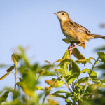 Cisticole des joncs Cisticole des joncs