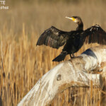 Grand Cormoran, Plan de La Garde
