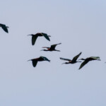 Groupe d'ibis falcinelles Ibis falcinelle