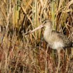 Barge à queue noire