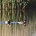 Couple de Nette rousse nette rousse