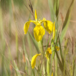Iris des marais iris des marais