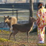 Cerf sika dans le parc de Nara