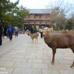 Nandaimon, porte du Todai-ji