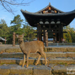 Cerf sika dans le sanctuaire de Nara