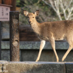 Cerf sika dans le sanctuaire de Nara