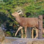 Cerf sika dans le sanctuaire de Nara