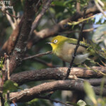 Zostérops du Japon, Nara