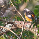 Rougequeue aurore, Nara