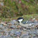 Mésange de Chine, Nara