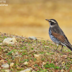 Grive à ailes rousses, Nara