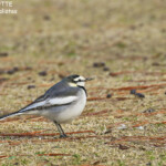 Bergeronnette lugubre, Nara
