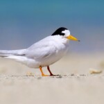 Sterne néréis ssp exsul en plumage nuptial