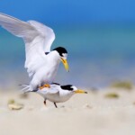 Accouplement de sternes néréis