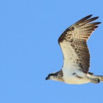 Balbuzard australien