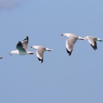 Groupe de mouettes argentées
