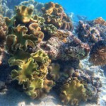 Snorkeling autour de Tiam Bouene