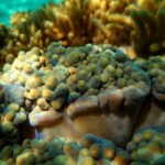 Snorkeling autour de Tiam Bouene