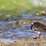 Tournepierre à collier