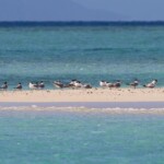 Sternes huppées sur la langue de sable de Tiam Bouene