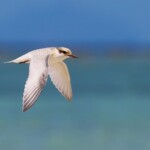 Sterne néréis juvénile