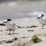 Sternes néréis en plumage internuptial, Îlot Maître, Novembre 2019.