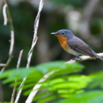 Monarque mélanésien