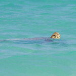 Tortue verte dans la baie de Wadra