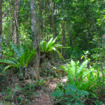 Sentier pour Kiki beach