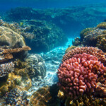 Snorkeling dans la baie de Jinek