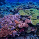 Un lagon au mille couleurs