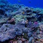 Les fonds sous marins de Tiga