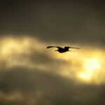 Frégate dans le soleil couchant