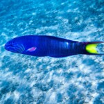 Aquarium naturel Aquarium naturel