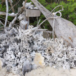 Bienvenu à l'îlot Moro îlot Moro