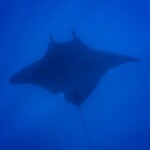 Raie manta près de l'îlot Brosse raie manta