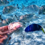 Aquarium naturel Aquarium naturel