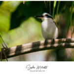 Martin-chasseur vénéré