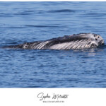 Baleine à bosse