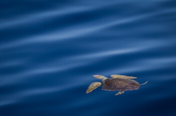 Tortue caouanne
